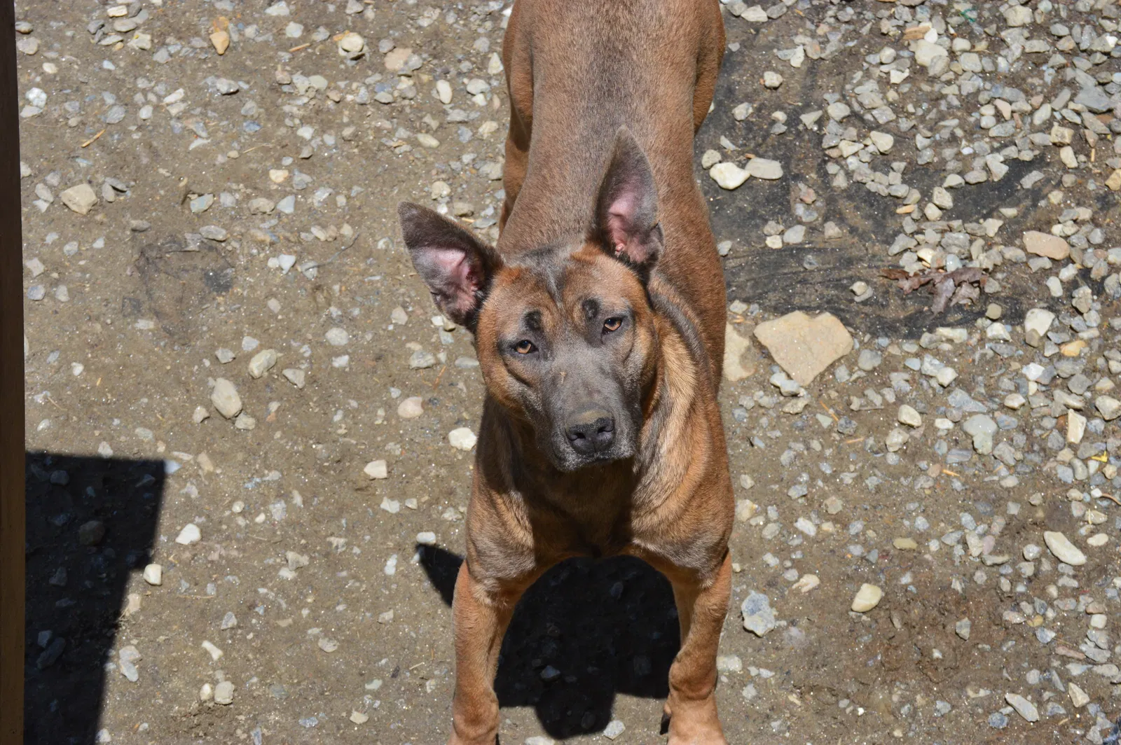 Lost dog in Dover Plains, NY, 12522