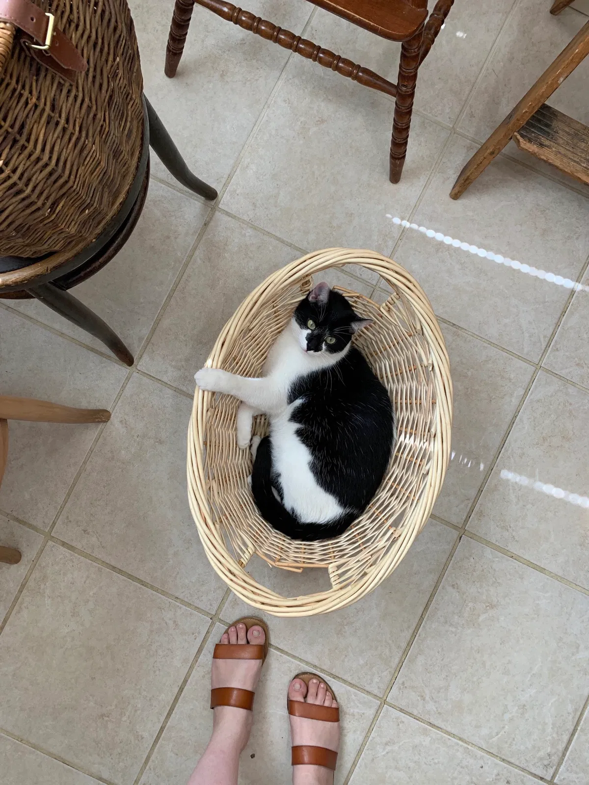 Lost cat in Prescott Valley, AZ, 86314