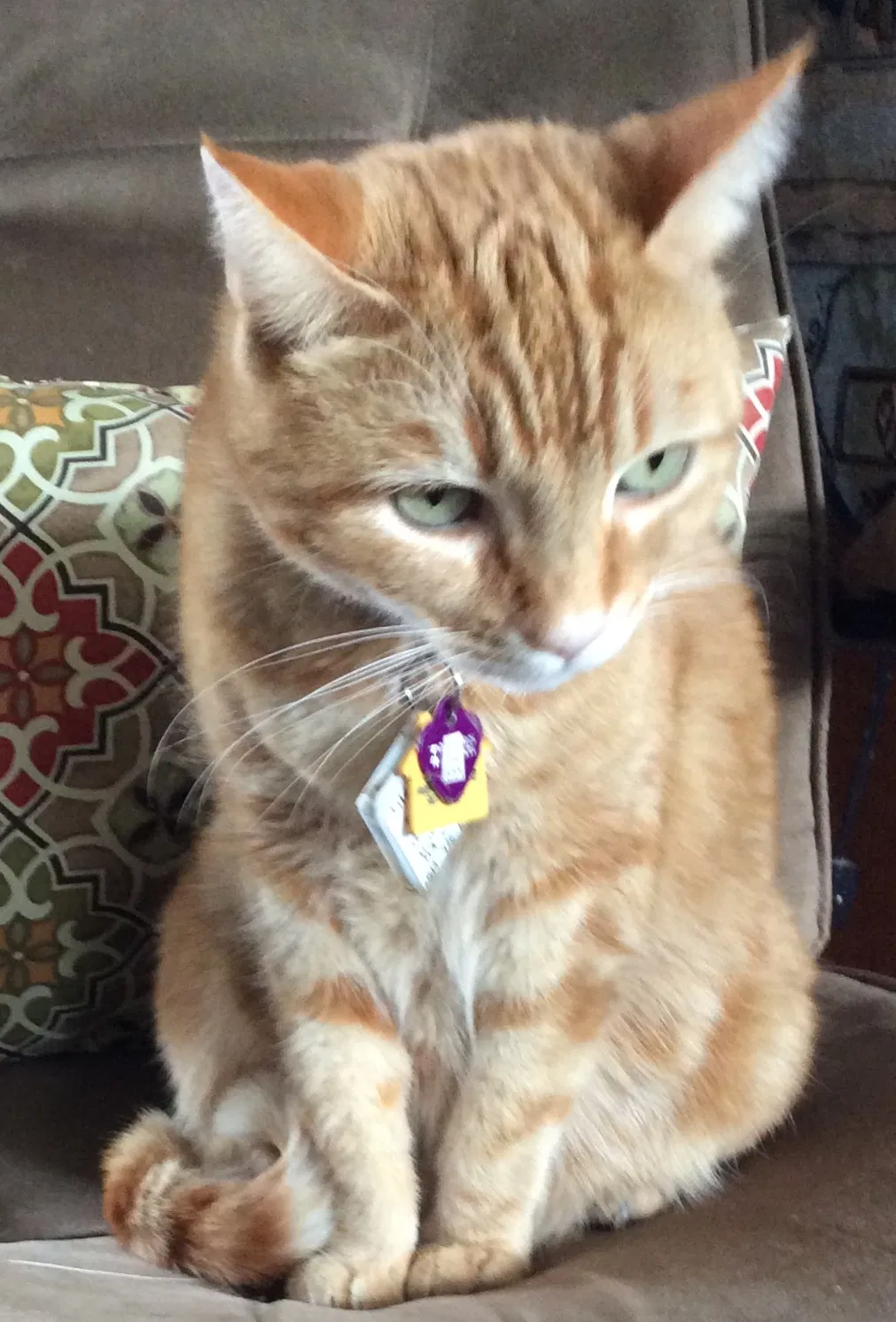 Lost cat in El Cajon, CA, 92019