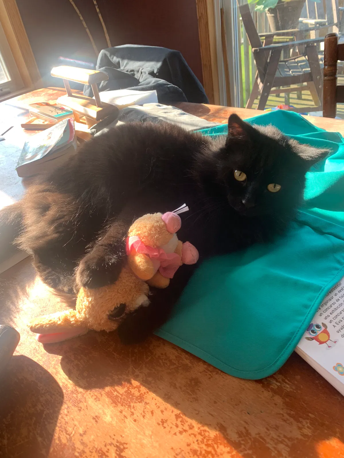 Lost cat in Minneapolis, MN, 55422