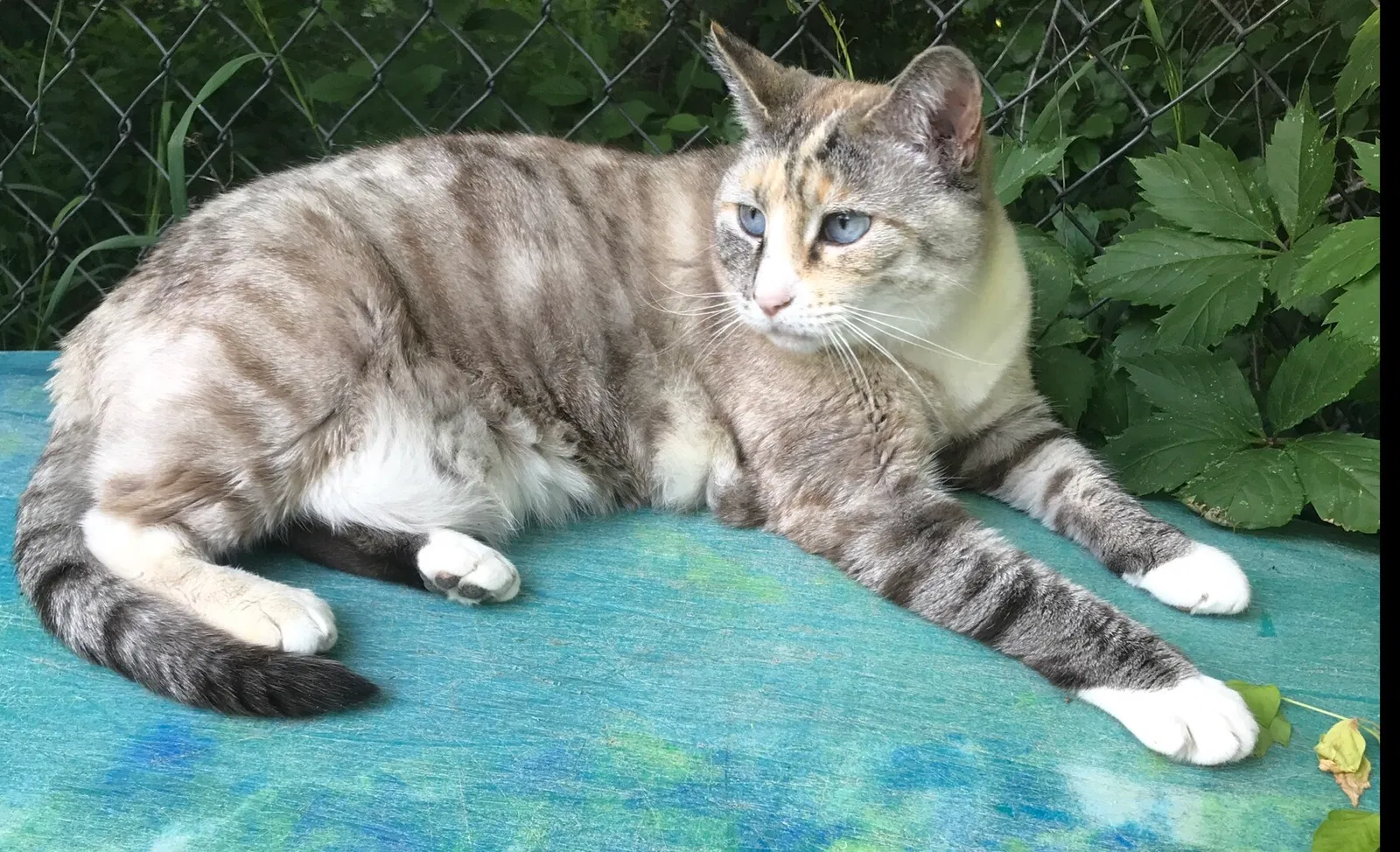 Lost cat in Littleton, CO, 80120