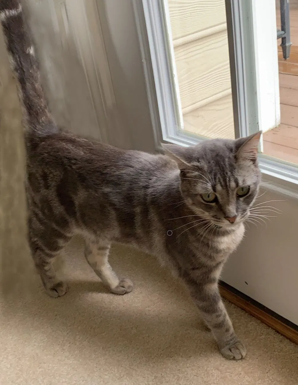 Lost cat in Marietta, GA, 30066