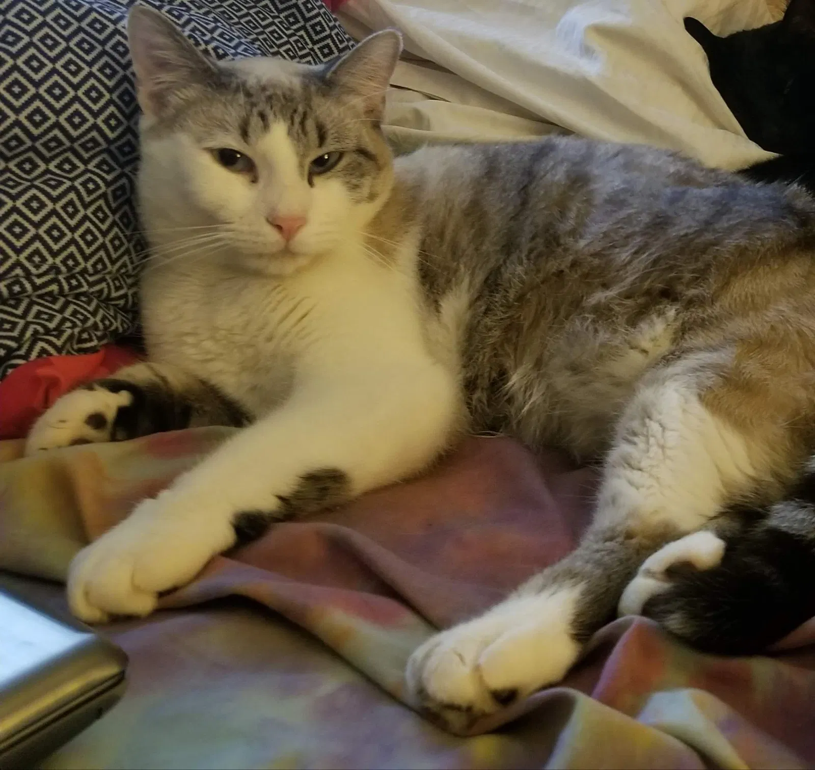 Lost cat in Kansas City, MO, 64111
