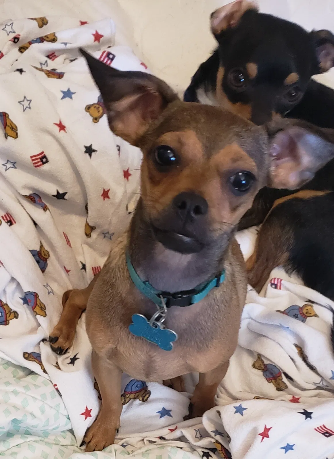 Lost dog in Port Orchard, WA, 98366