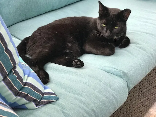 Lost cat in Carlisle, PA, 17013