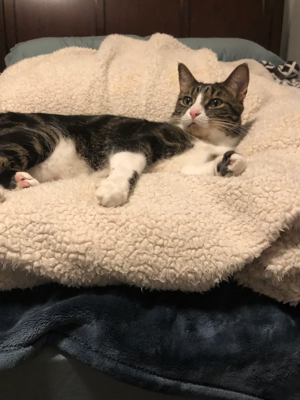 Lost cat in Keller, TX, 76244