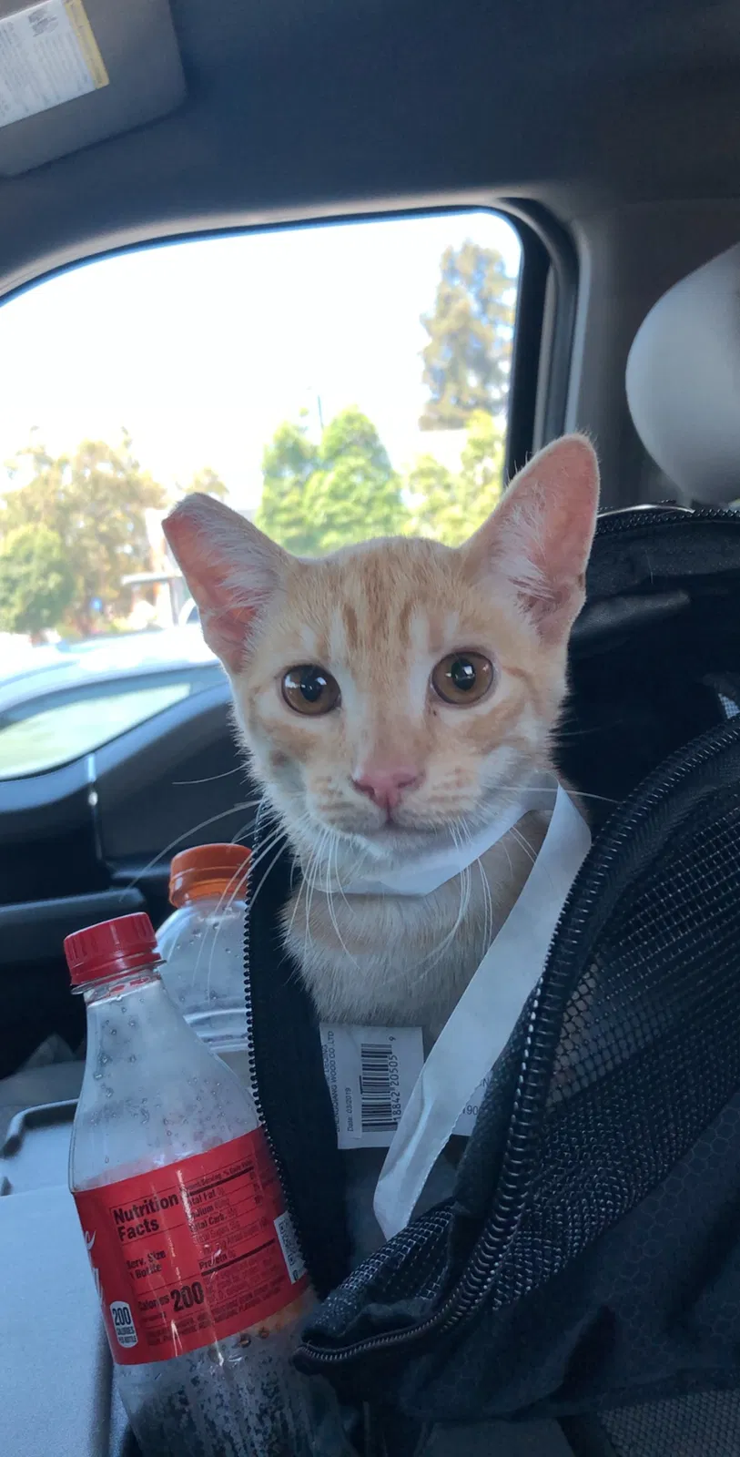 Lost cat in Anaheim, CA, 92805