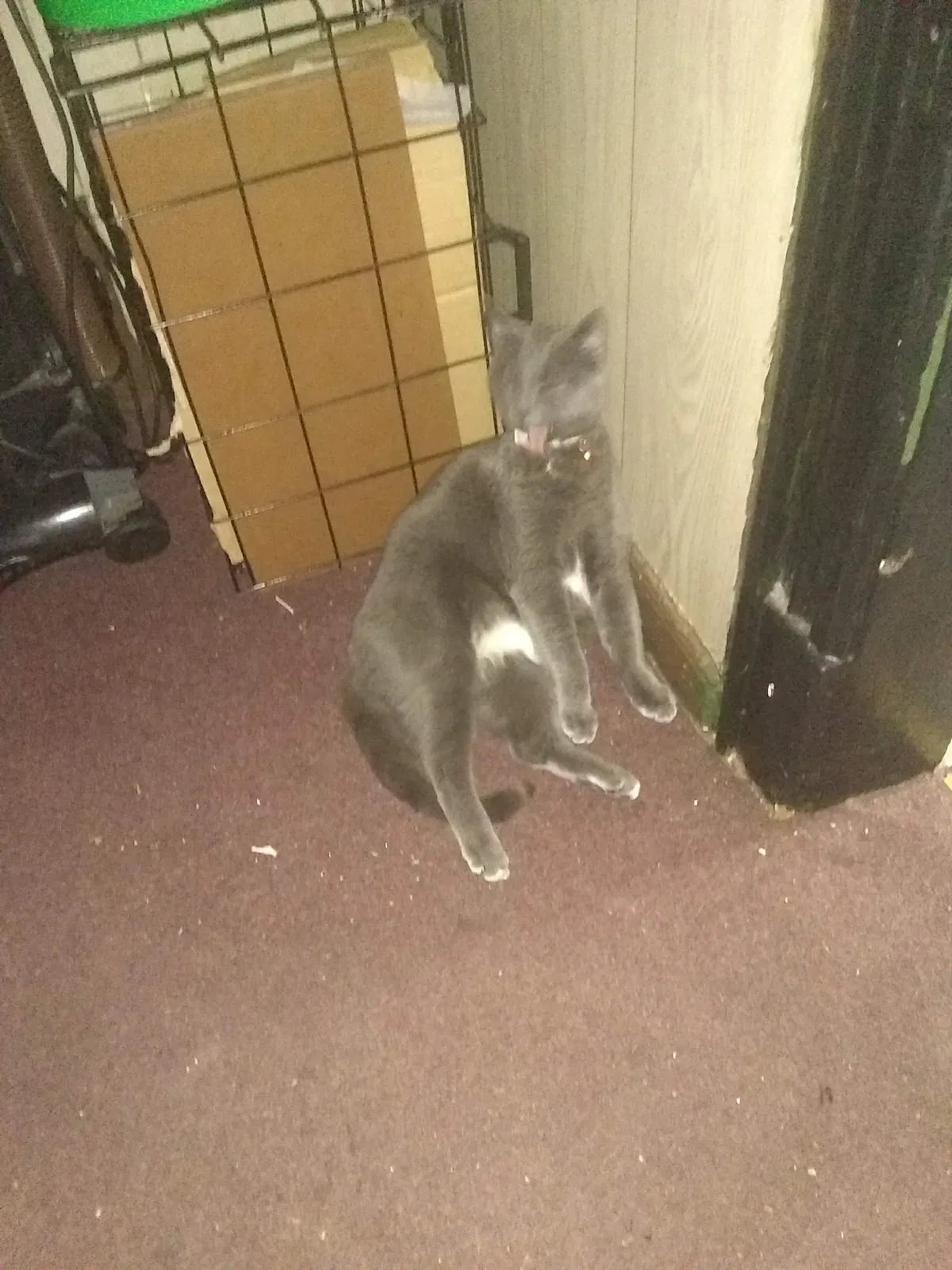 Lost cat in Saint Paul, MN, 55117