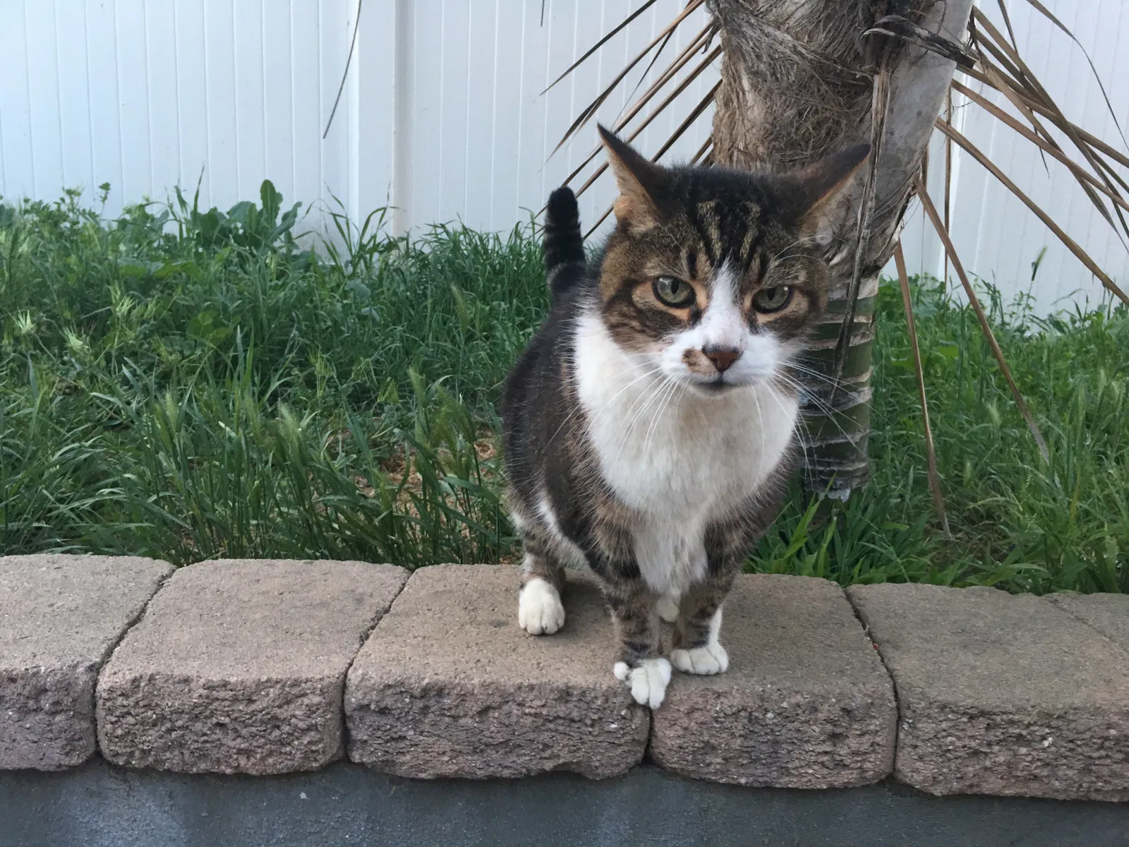 Lost cat in San Diego, CA, 92106