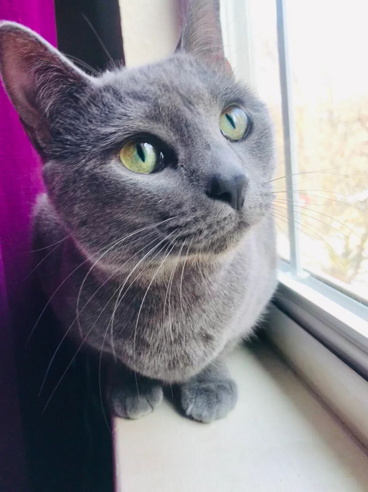 Lost cat in Johnson City, TN, 37604