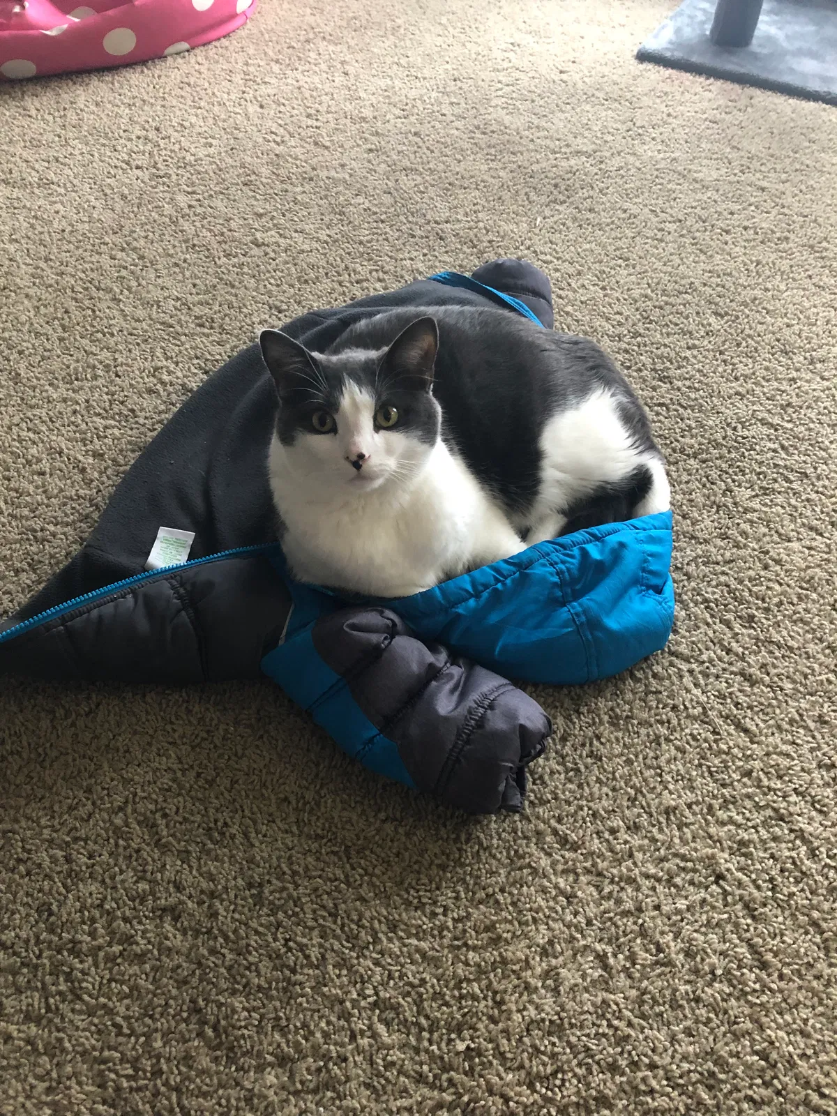 Lost cat in De Pere, WI, 54115