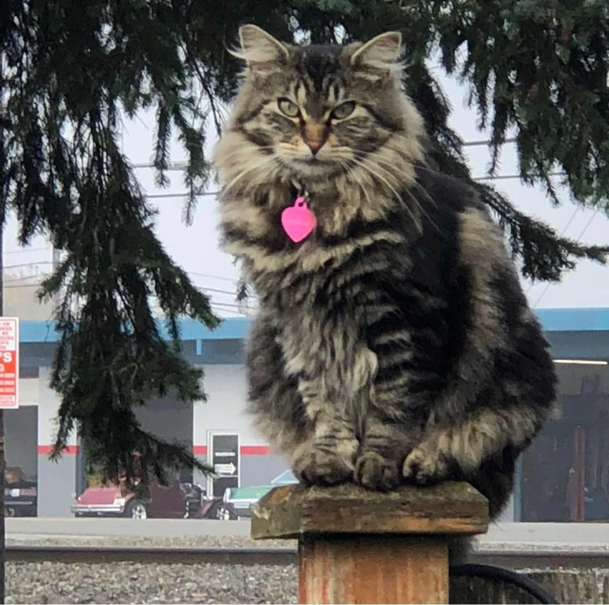 Lost cat in Burlington, WA, 98233