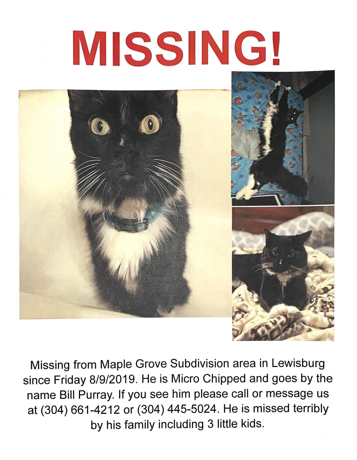Lost cat in Lewisburg, WV, 24901