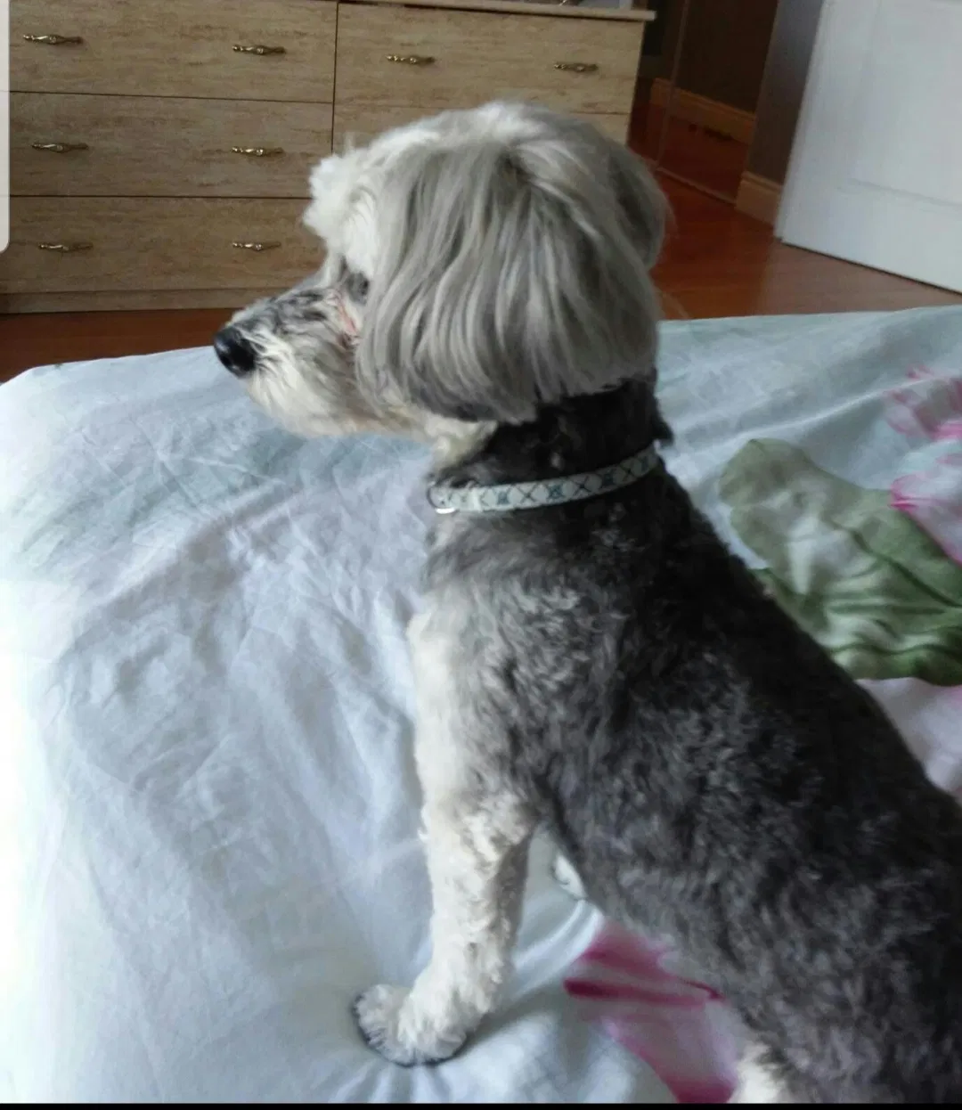 Lost dog in Unknown, OH, 0