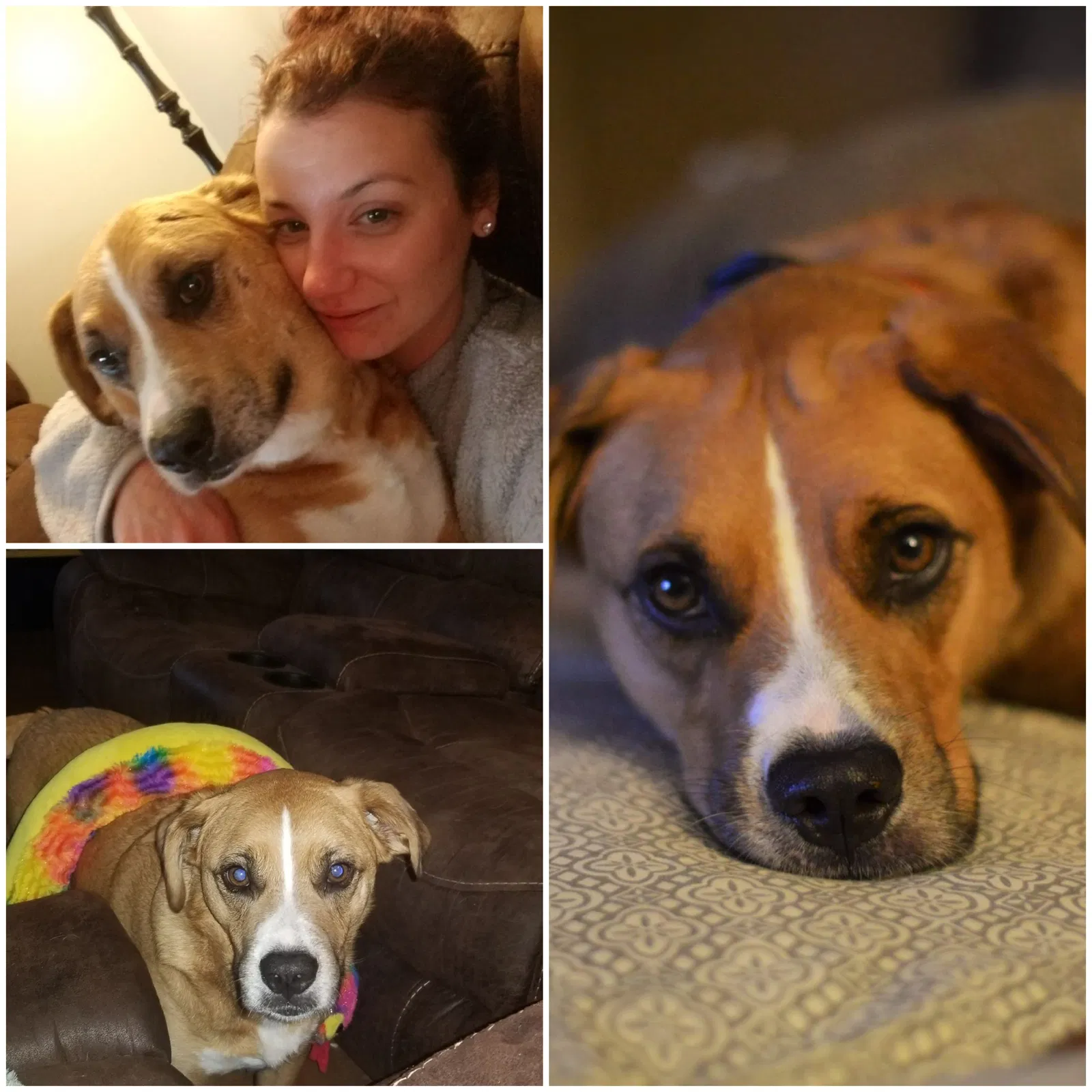 Lost dog in Bay Saint Louis, MS, 39520