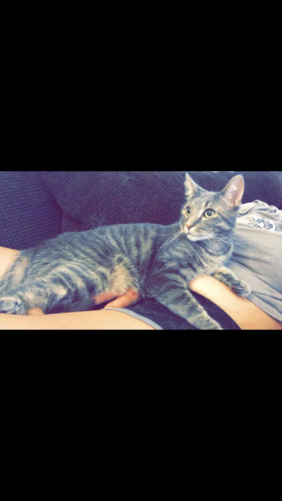 Lost cat in Murrieta, CA, 92562