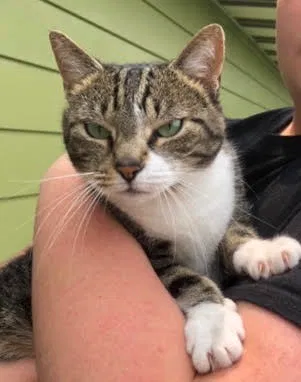 Lost cat in Morgantown, WV, 26501