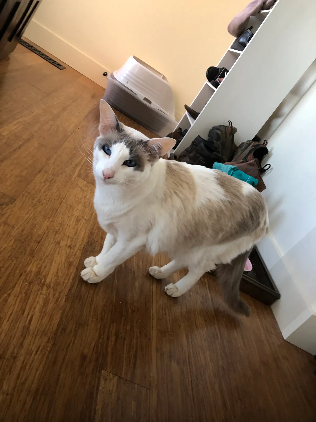 Lost cat in Yamhill, OR, 97148