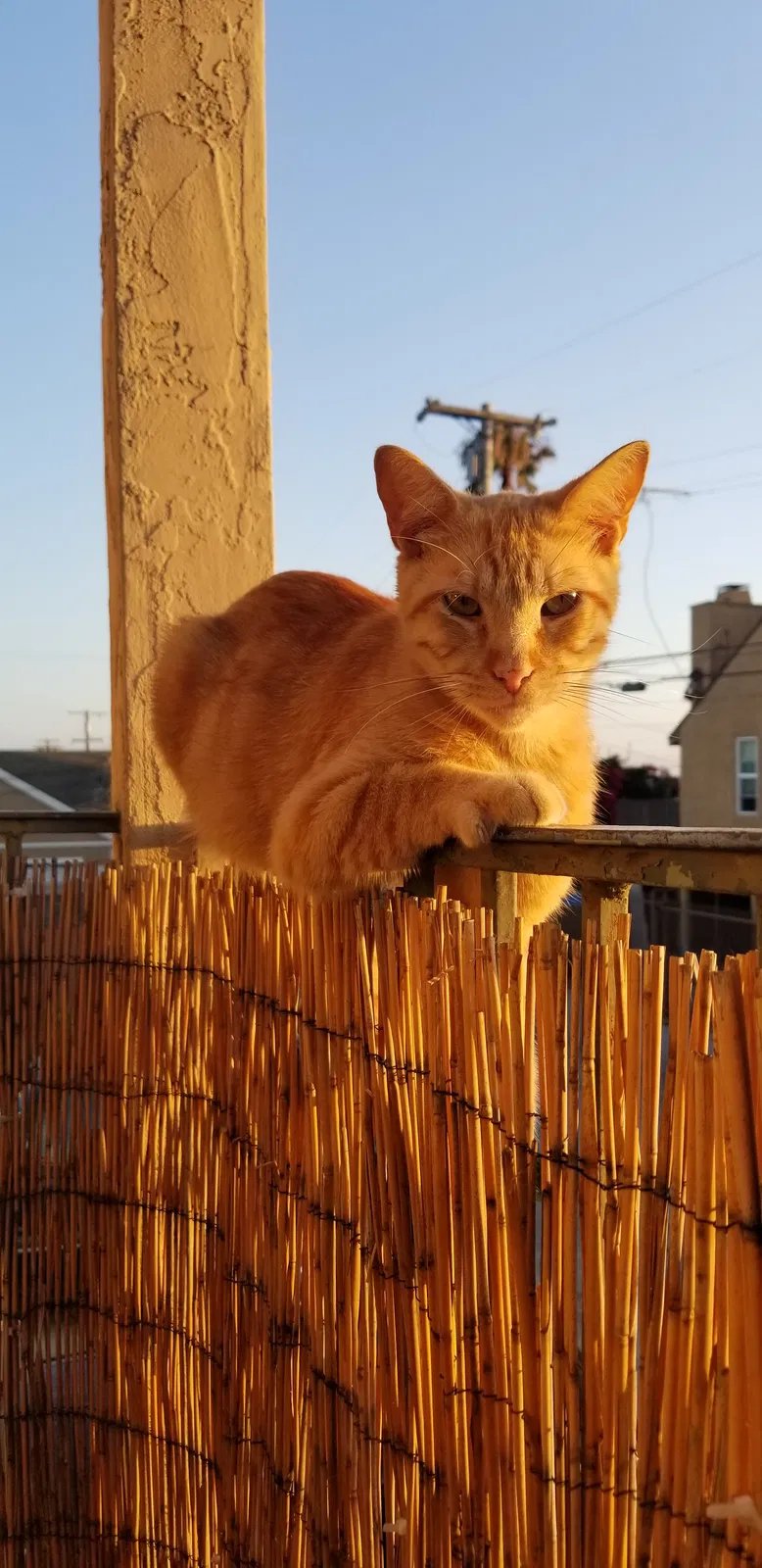 Lost cat in San Diego, CA, 92105