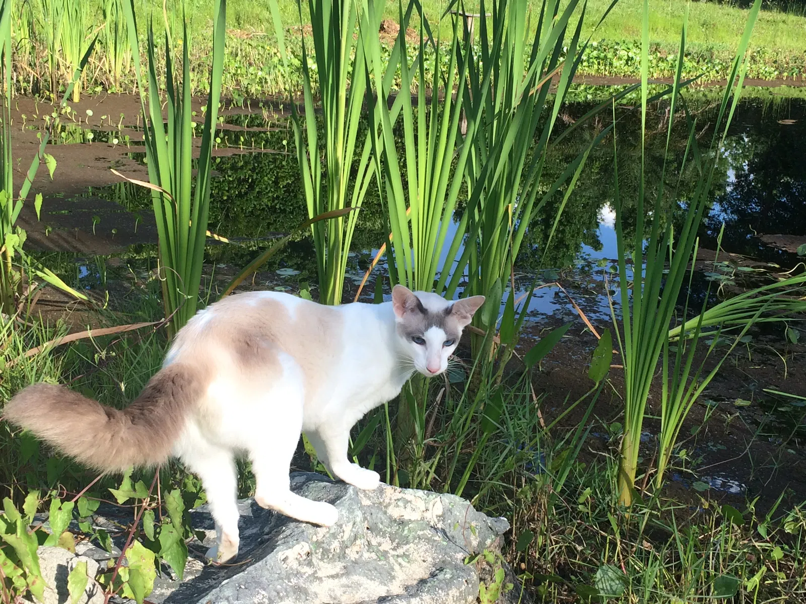 Lost cat in Yamhill, OR, 97148