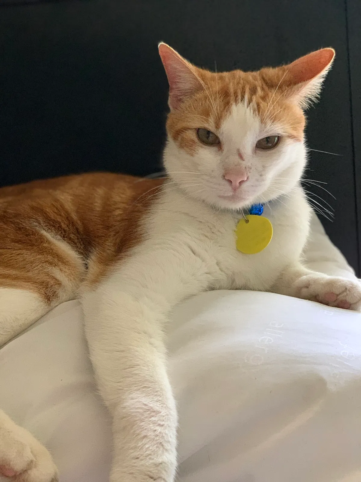 Lost cat in Dallas, TX, 75212