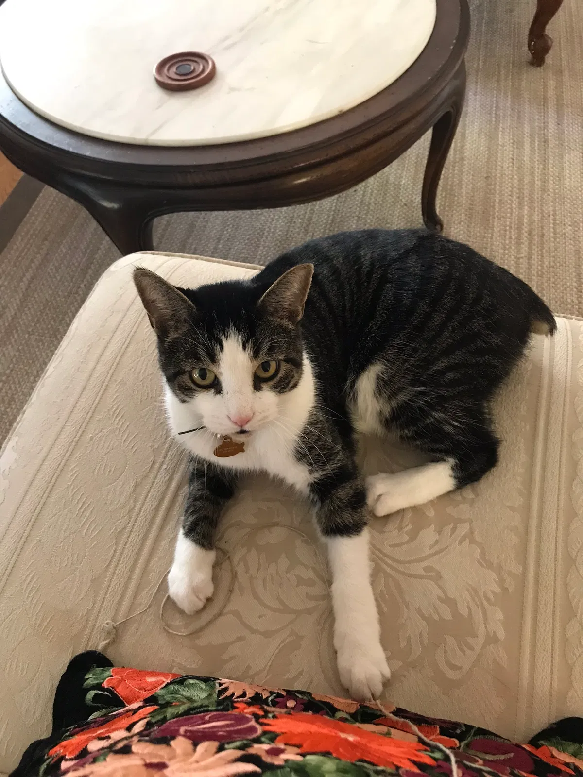 Lost cat in Boulder, CO, 80305