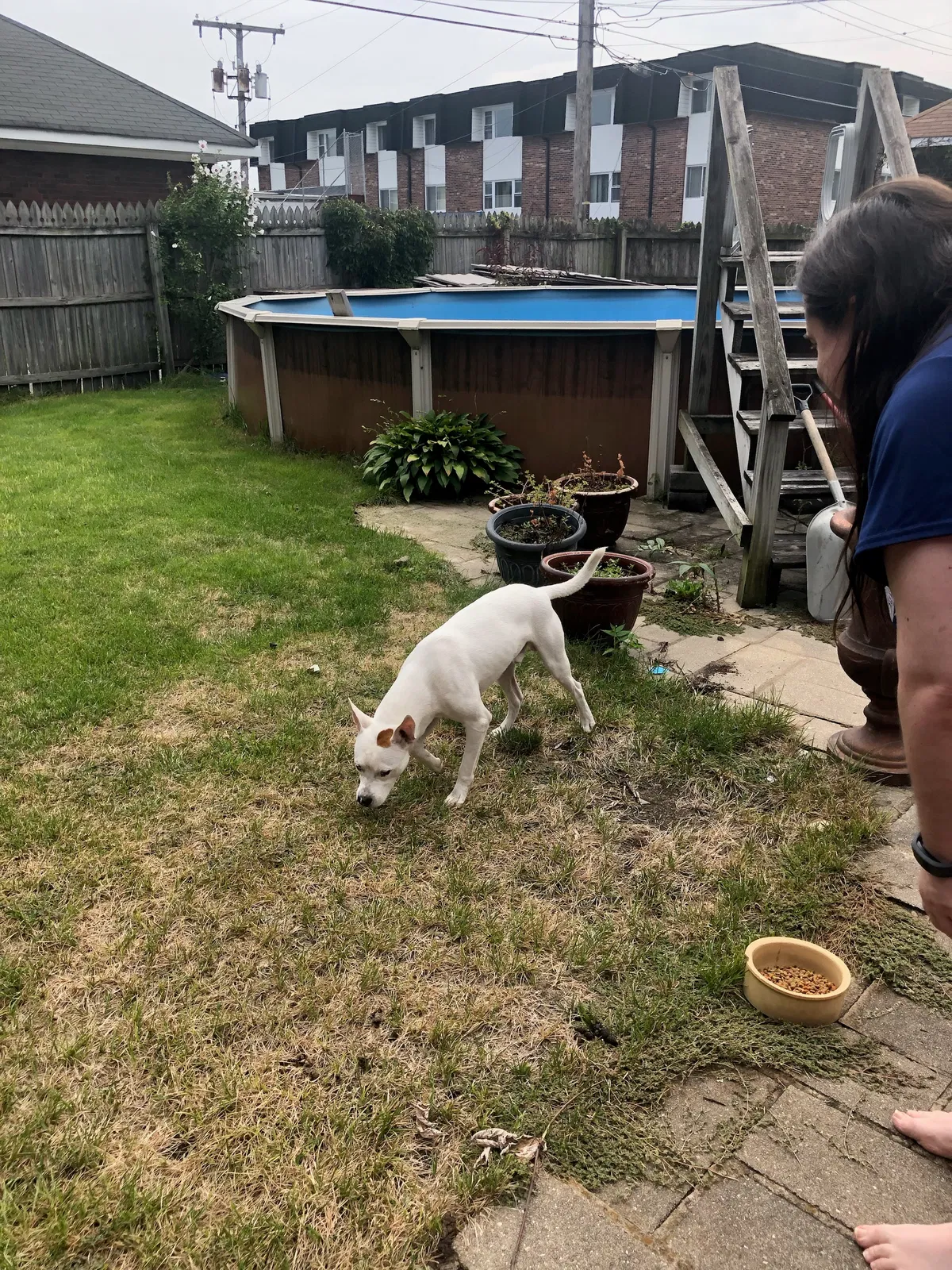 Found dog in Hammond, IN, 46320