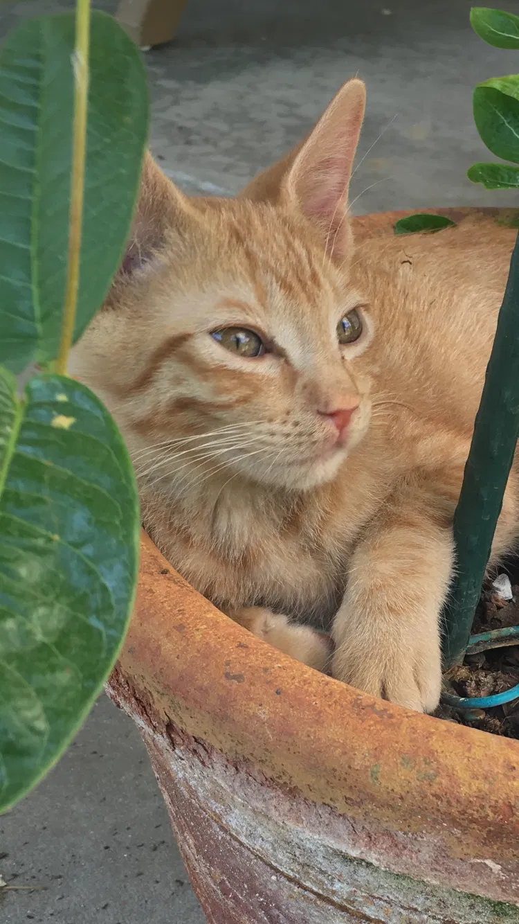 Lost cat in Hacienda Heights, CA, 91745