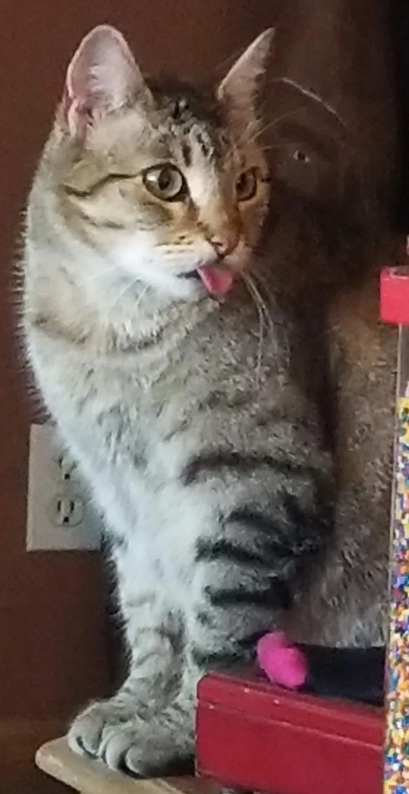Lost cat in Eugene, OR, 97402