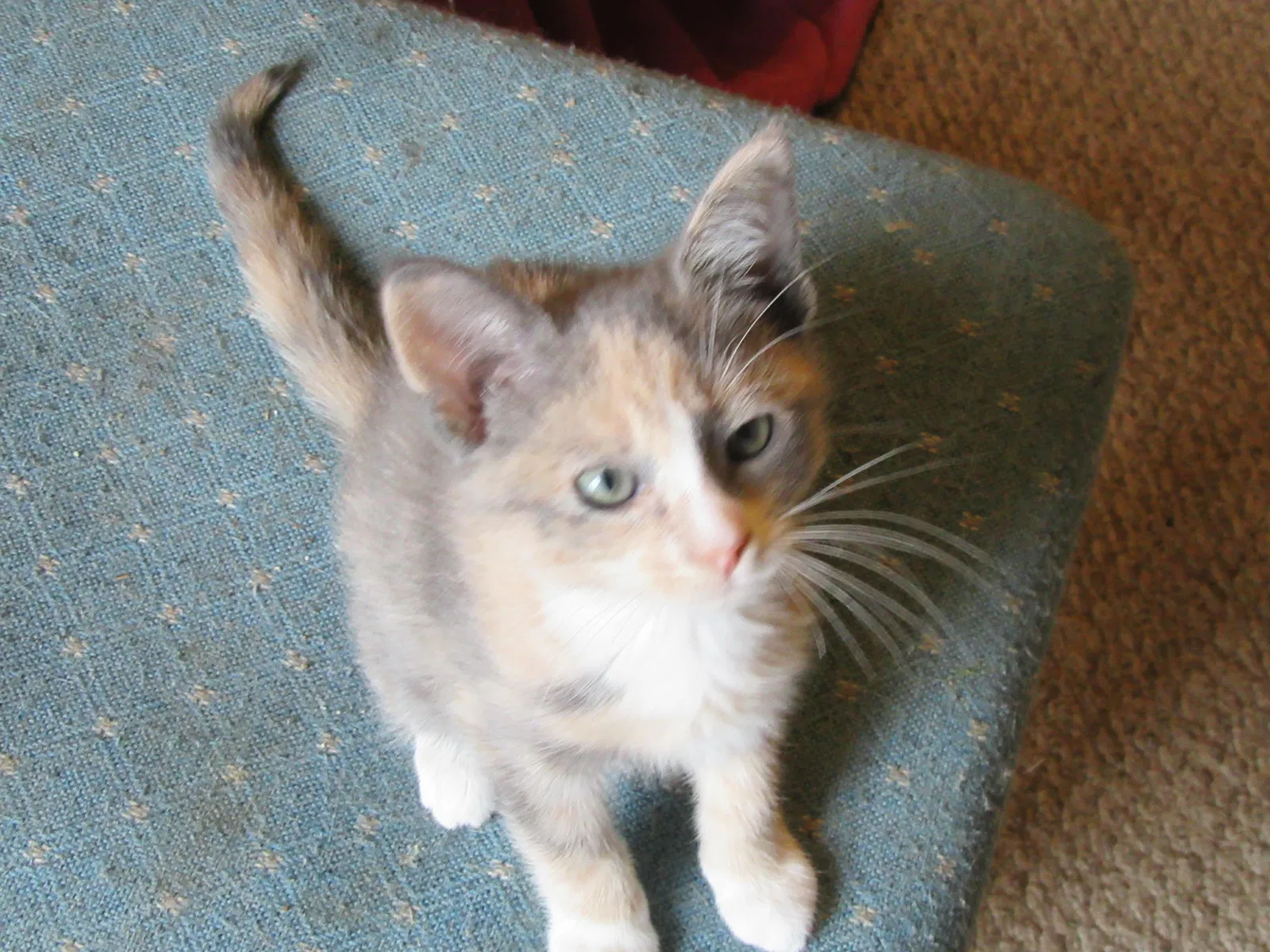 Lost cat in Broadway, VA, 22815