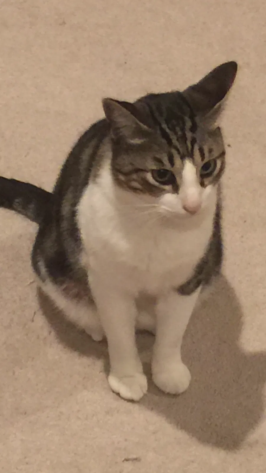 Lost cat in Belle Chasse, LA, 70037