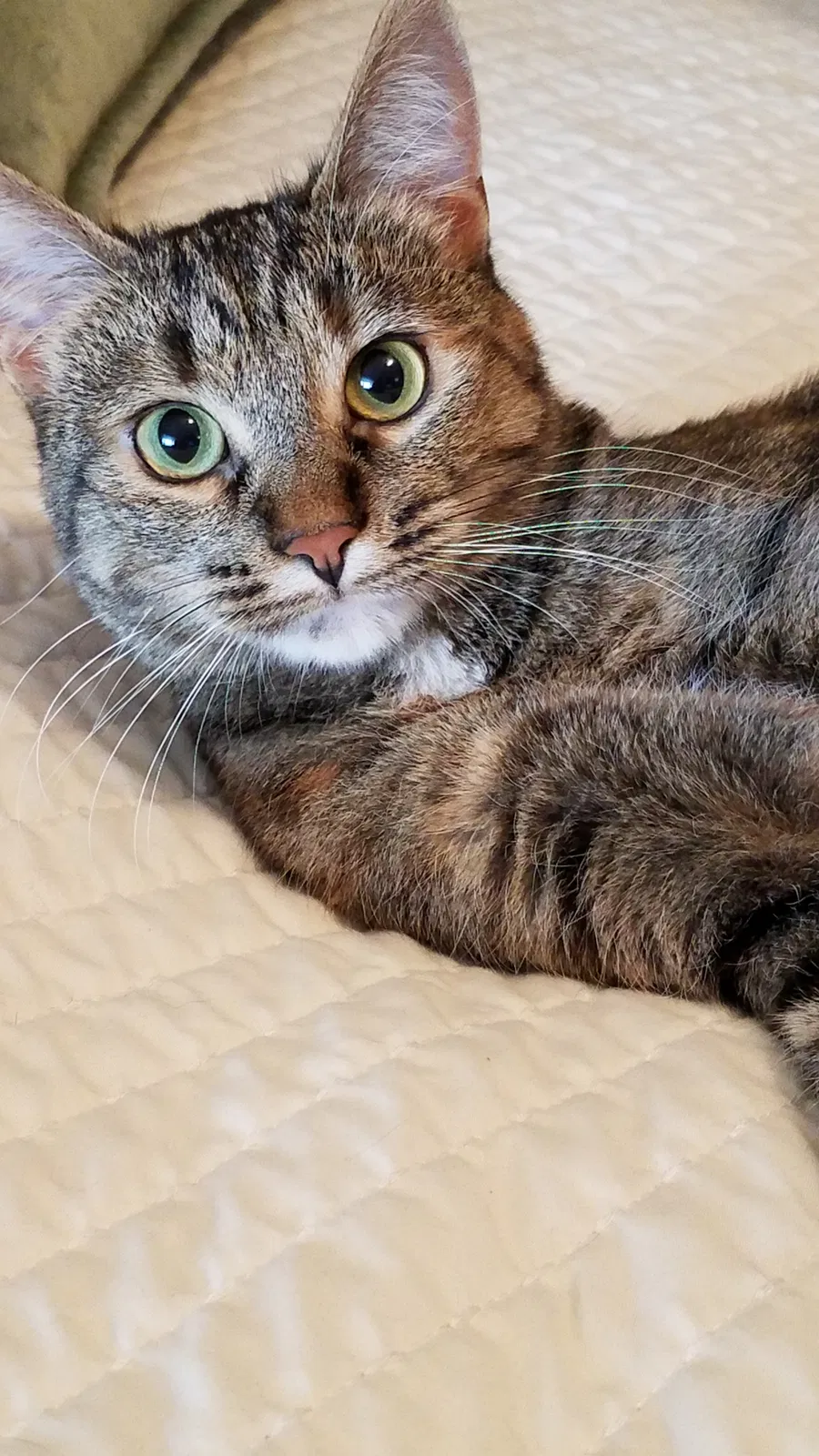 Lost cat in Duluth, MN, 55806