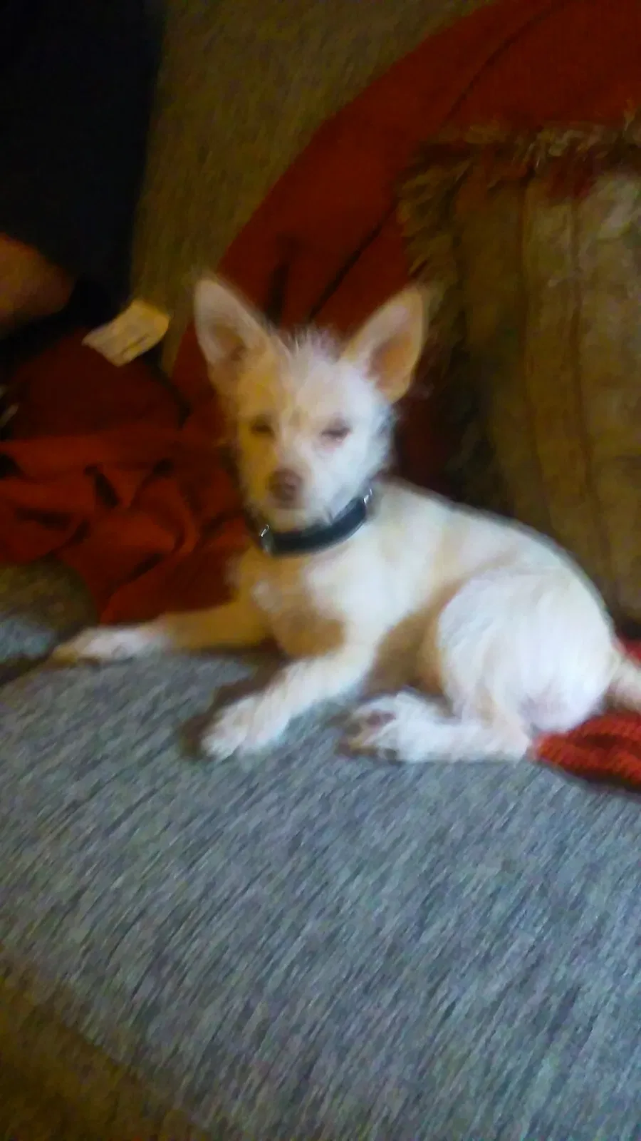 Lost dog in Bonita, CA, 91902