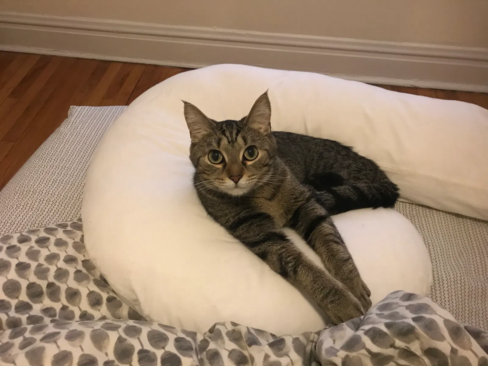 Lost cat in Chicago, IL, 60625