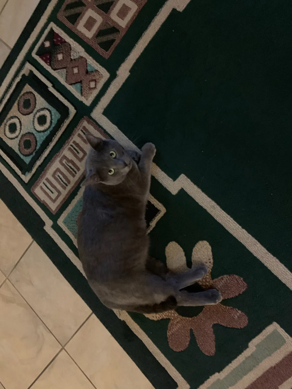 Lost cat in Albuquerque, NM, 87114