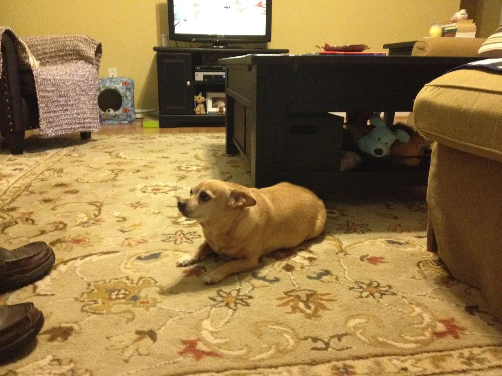Lost dog in Buford, GA, 30518