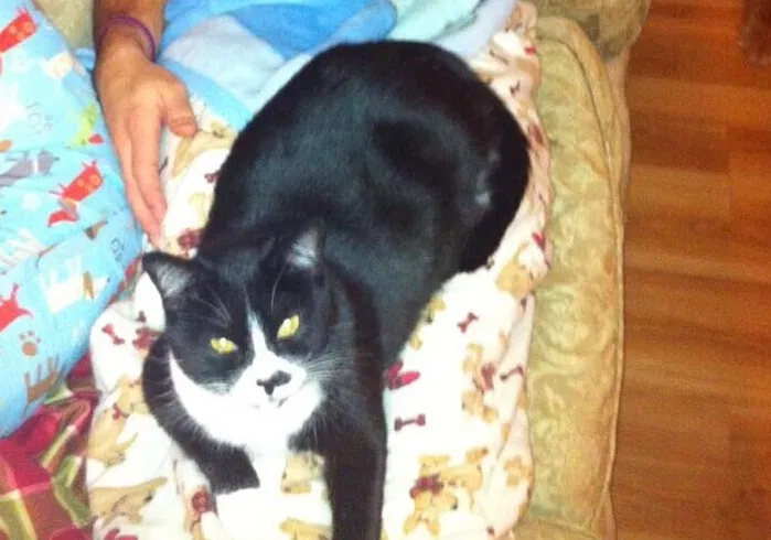Lost cat in Oklahoma City, OK, 73114