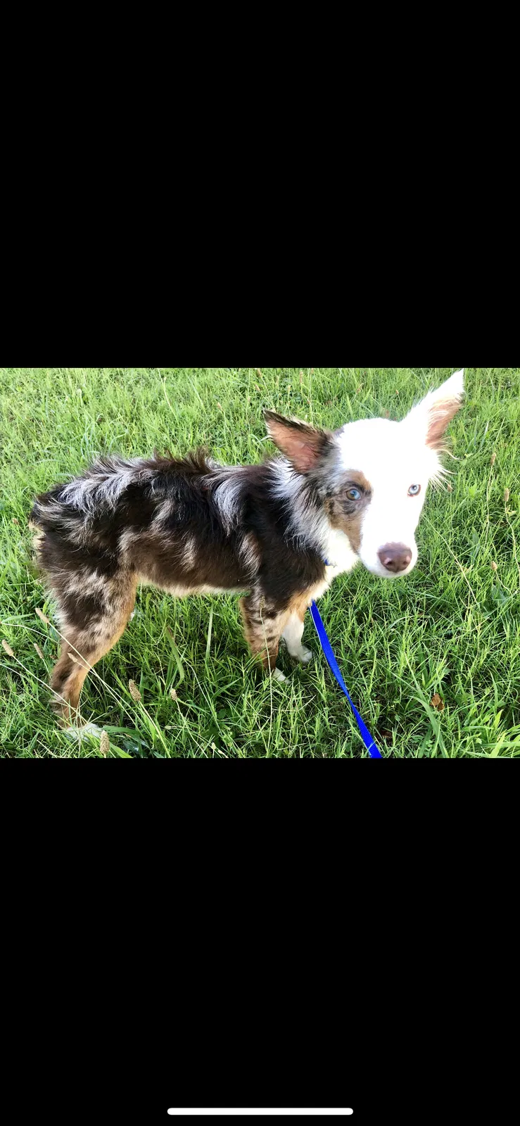 Lost dog in Seymour, TN, 37865