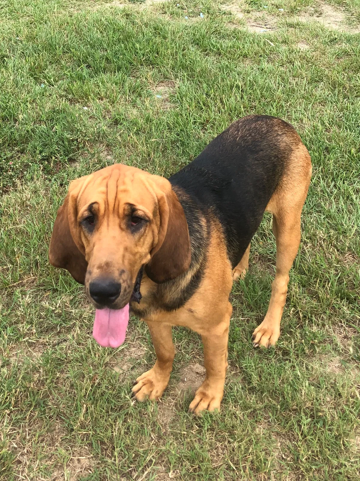 Lost dog in Elgin, SC, 29045