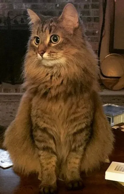 Lost cat in Oregon City, OR, 97045