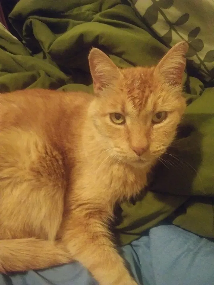 Lost cat in Colorado Springs, CO, 80907