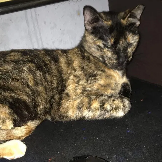 Lost cat in Houston, TX, 77040