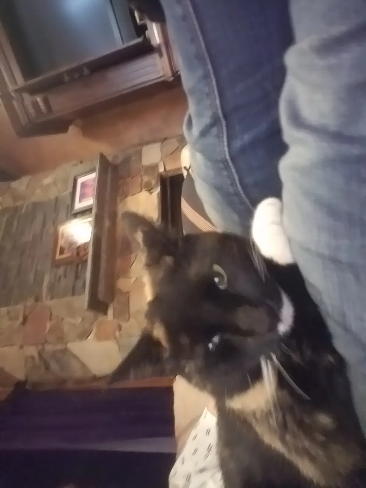Found cat in Park City, UT, 84098
