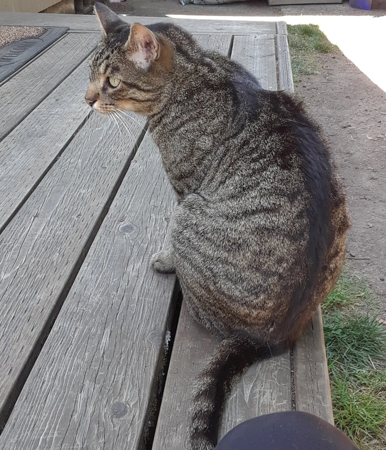 Lost cat in Portland, OR, 97216