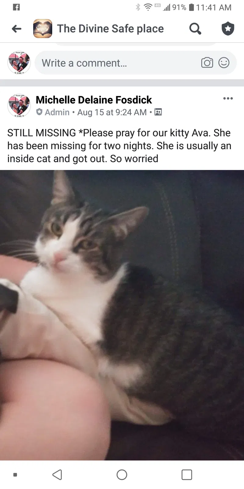 Lost cat in Scio, OR, 97374