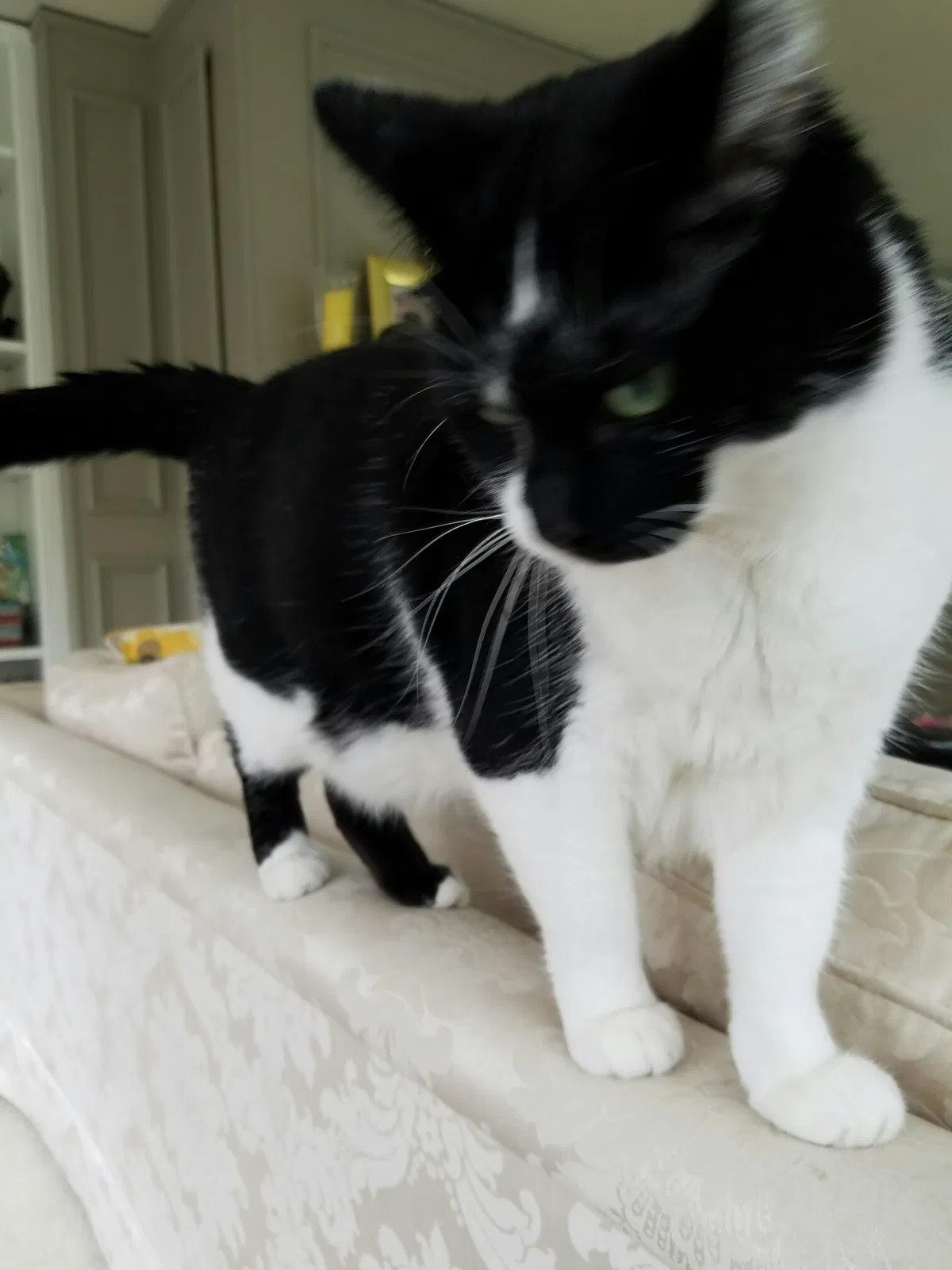 Lost cat in Aurora, IL, 60506