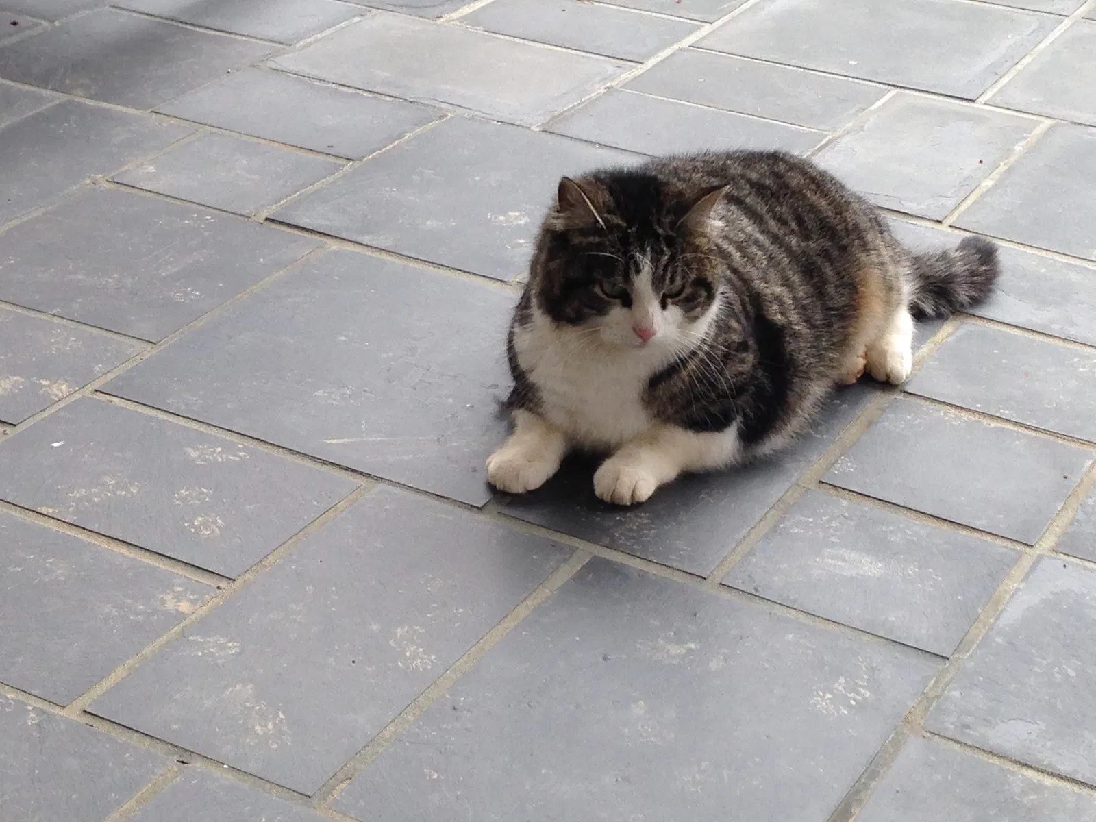 Lost cat in Winston Salem, NC, 27106