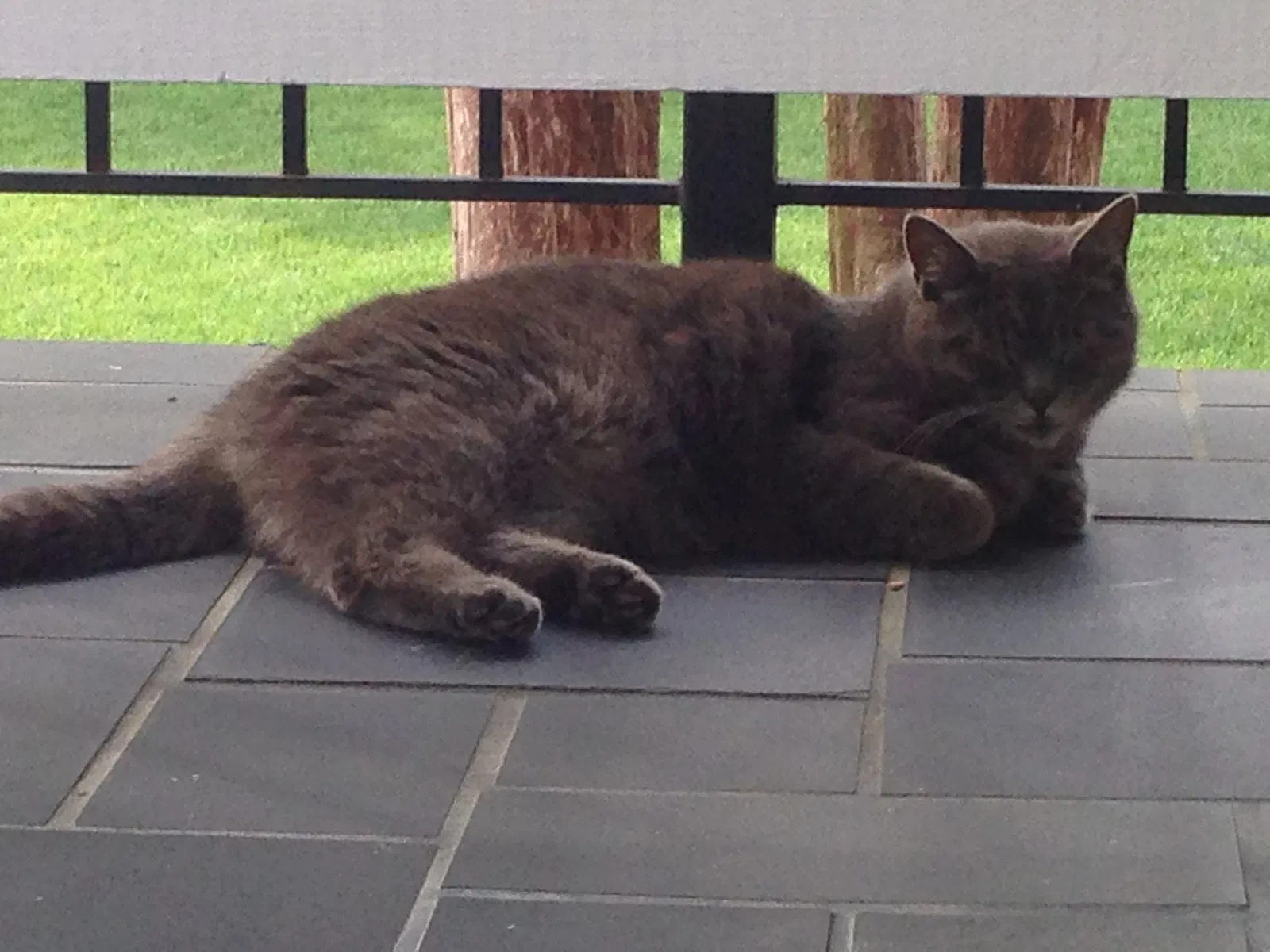 Lost cat in Winston Salem, NC, 27106