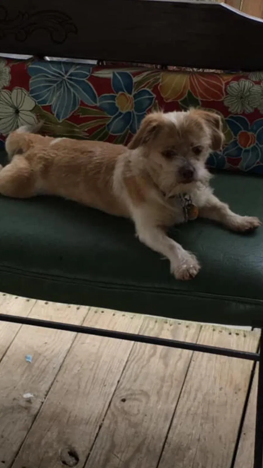 Lost dog in Leesville, SC, 29070