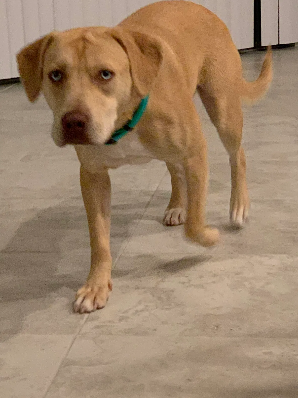 Lost dog in Tampa, FL, 33647